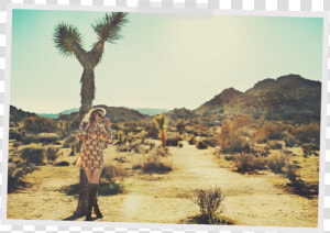 Joshua Tree Alaina  HD Png Download