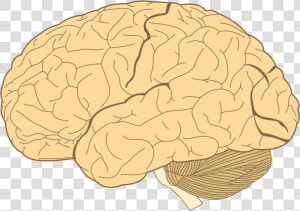 Lobes Of The Brain  HD Png Download