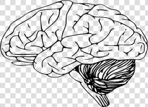 Brain Clipart Sketch   Black And White Brain  HD Png Download