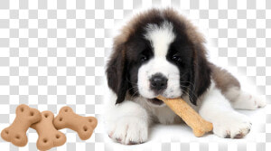 Pet Dog Biscuit   Dogs With Treats  HD Png Download