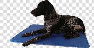 German Shorthaired Pointer  HD Png Download