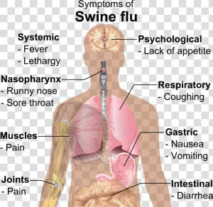 Symptoms Of Swine Flu   Swine Flu Symptoms  HD Png Download