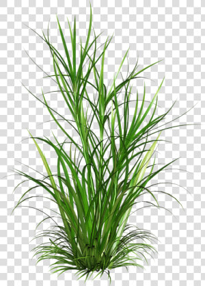 Weeds   Grasses Png  Transparent Png