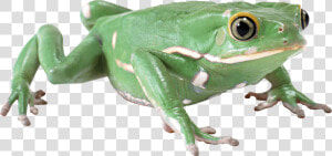 Almost Flat Frog   Frog With No Background  HD Png Download