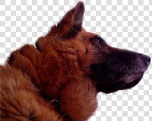 German Shepherd   Deutscher Schäferhund  folder Vi    Deutschland Flag  HD Png Download