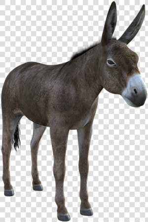 Donkey  Mule  Animal  Nature  Livestock  Mammal  Ass   Burro Png  Transparent Png