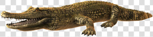 Caiman Png  Transparent Png