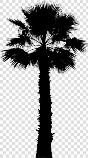 Asian Palmyra Palm Palm Trees Vector Graphics Image   California Palm Tree Vector  HD Png Download