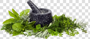 Transparent Herb Png   Png Clipart Mortar And Pestle Transparent Background  Png Download