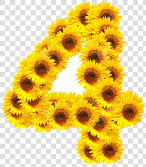  numero4  girasoles🌻  freetoedit   Numero 4 En Girasol  HD Png Download