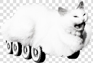 Whiskers White Black And White Whiskers   Cat Yawns  HD Png Download