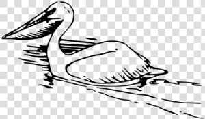 Pelican Vector Image   Pelicans Clipart  HD Png Download