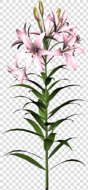 Transparent Free Clipart Lily   Lily Flower  HD Png Download