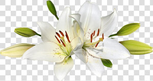 Easter Lily Png   Transparent Transparent Background Easter Lilies  Png Download