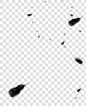 And Floating Euclidean Vector Black Feather White Clipart   Feather  HD Png Download