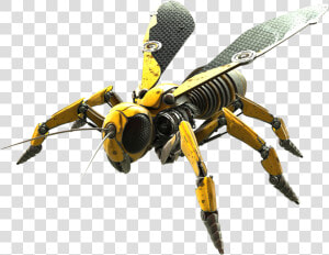 Wasp Png   Wasp  png  Transparent Png