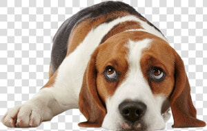 Beagle Png Free Image   Beagle Dog Png  Transparent Png