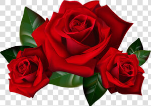 Red Rose Png Download   Red Roses Clip Art  Transparent Png