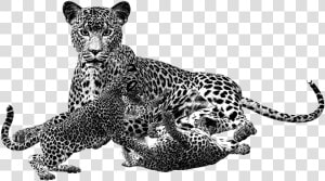 Leopard Png Black And White Transparent Leopard Black   Animales Carnivoros En Blanco Y Negro  Png Download