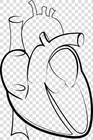 Heart Line Art Clip Arts   Congestive Heart Failure Drawing  HD Png Download