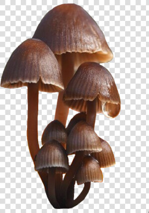  mushroom  mushrooms  fungi  brown   Oyster Mushroom  HD Png Download