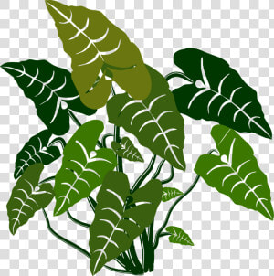 Plant flora leaf   Elephant Bush Plant Clipart  HD Png Download