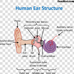 Human Ear Structure   Structure Of Ear  HD Png Download