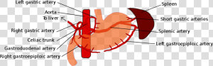 Gastric Blood Supply  HD Png Download