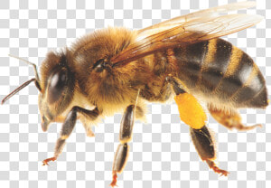 Bees Transparent Africanized   Honey Bee  HD Png Download