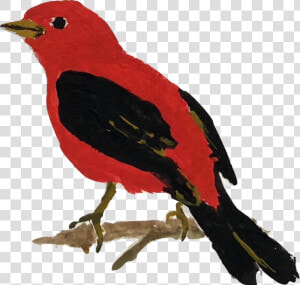 Tanager   Scarlet Tanager  HD Png Download