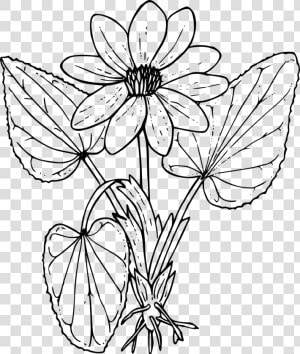 Marsh Marigold   Wild Flowers Colouring Sheets  HD Png Download