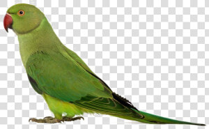 Green Parrot Png Transparent Image   Beautiful Dashboards In Tableau  Png Download