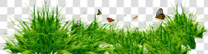 Bordes Decorativos Png   Grass Png Without Background  Transparent Png