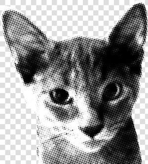 Devon Rex  HD Png Download