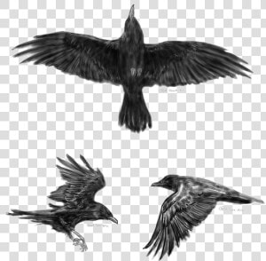 Common Raven Flight Tattoo Idea Little Crow   Crow Tattoo Designs  HD Png Download