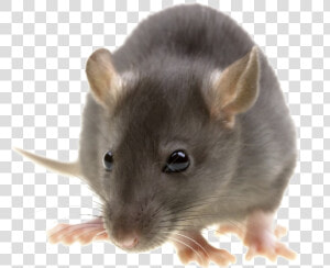 Rat Png Image With Transparent Background   Pest Control  Png Download