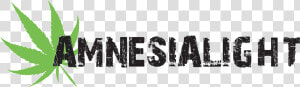 Amnesia Light   Graphic Design  HD Png Download