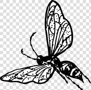 Outline  Drawing  Bee  Bug  Fly  Wasp  Insect  Coloring   Wasp Clip Art  HD Png Download