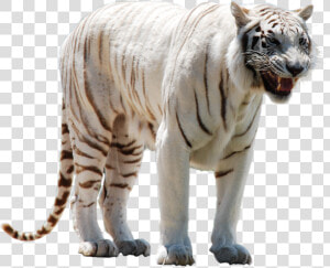 White Tiger Nervous   White Tiger Png Hd  Transparent Png