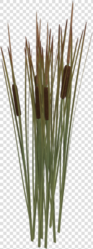 Reeds Png Transparent Reeds Images   Reed Plant Png  Png Download