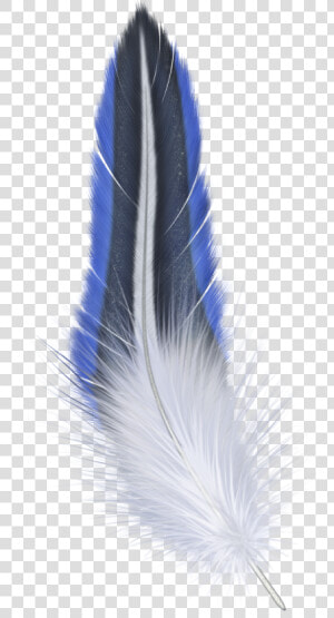 Feather Png   Transparent Background Png Format Feather Png  Png Download