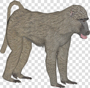 Olive Baboon F   Baboon  HD Png Download