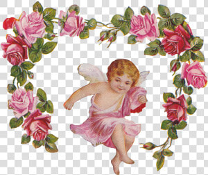 Cherub Angel Roses Vintage   Flower Frame No Background  HD Png Download