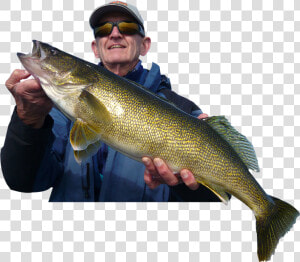 Rainy Lake Trophy Walleye Fishing   Bass  HD Png Download