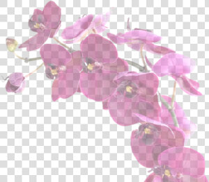 Your Only Purchasing One Vanilla Orchid   Artificial Flower  HD Png Download