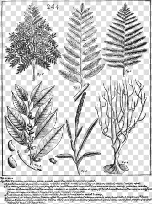 Psm V70 D509 Species Of Dryopteris Still Growing In   Illustrate Draw The Herarely Of Biological Org  HD Png Download