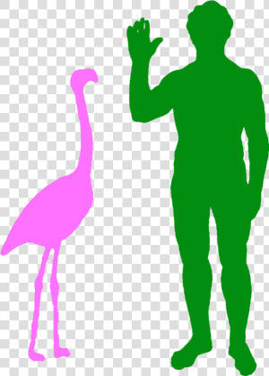 Transparent Flamingo Silhouette Png   Flamingo Compared To Human  Png Download