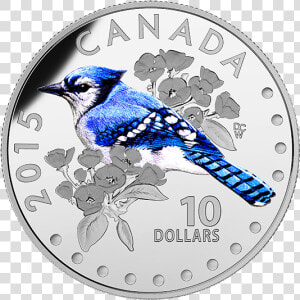 2015  10 Colourful Songbirds Of Canada Blue Jay  HD Png Download