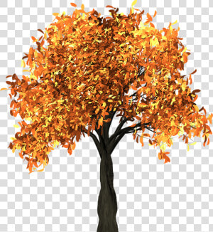 Tree  Leaves  Autumn  Fall  Branches  Isolated  Nature   Tall Fall Tree Clipart  HD Png Download