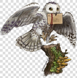 Transparent Hedwig Png  Png Download